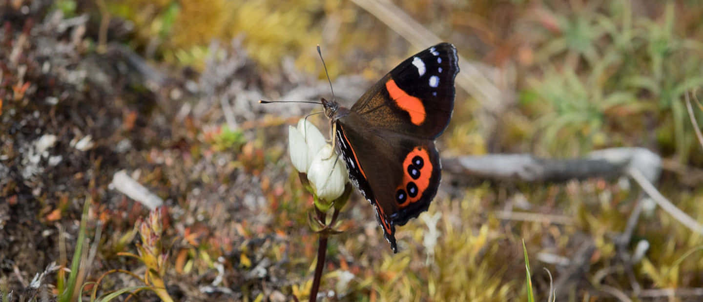 Red Admiral Butterfly, white flower, earthy moss, HD Desktop Wallpaper
