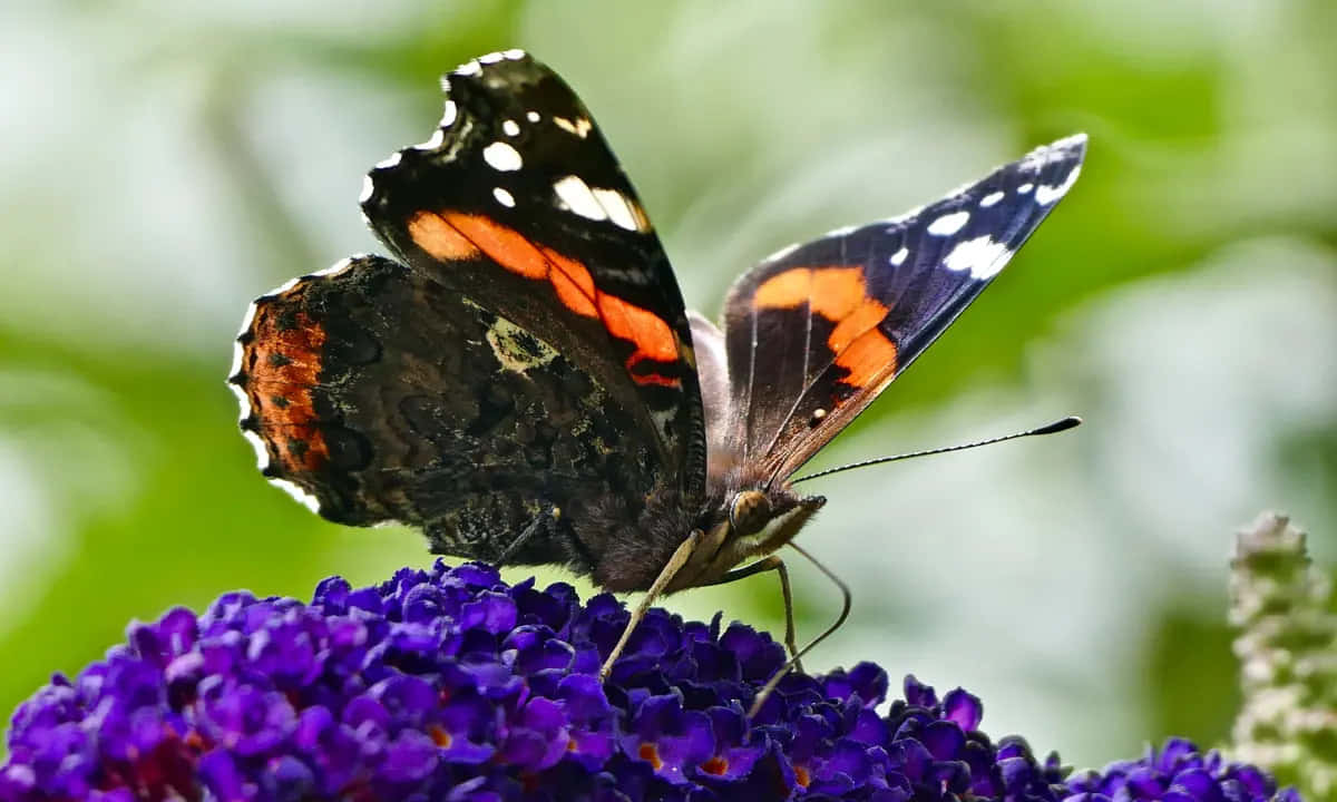 Red Admiral Butterfly, black wings, white spots, SD Desktop Wallpaper