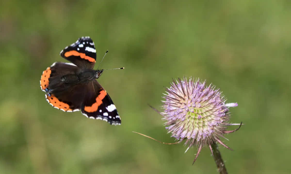 Red Admiral Butterfly, spiky purple flower, soft green blurred background, SD Desktop Wallpaper