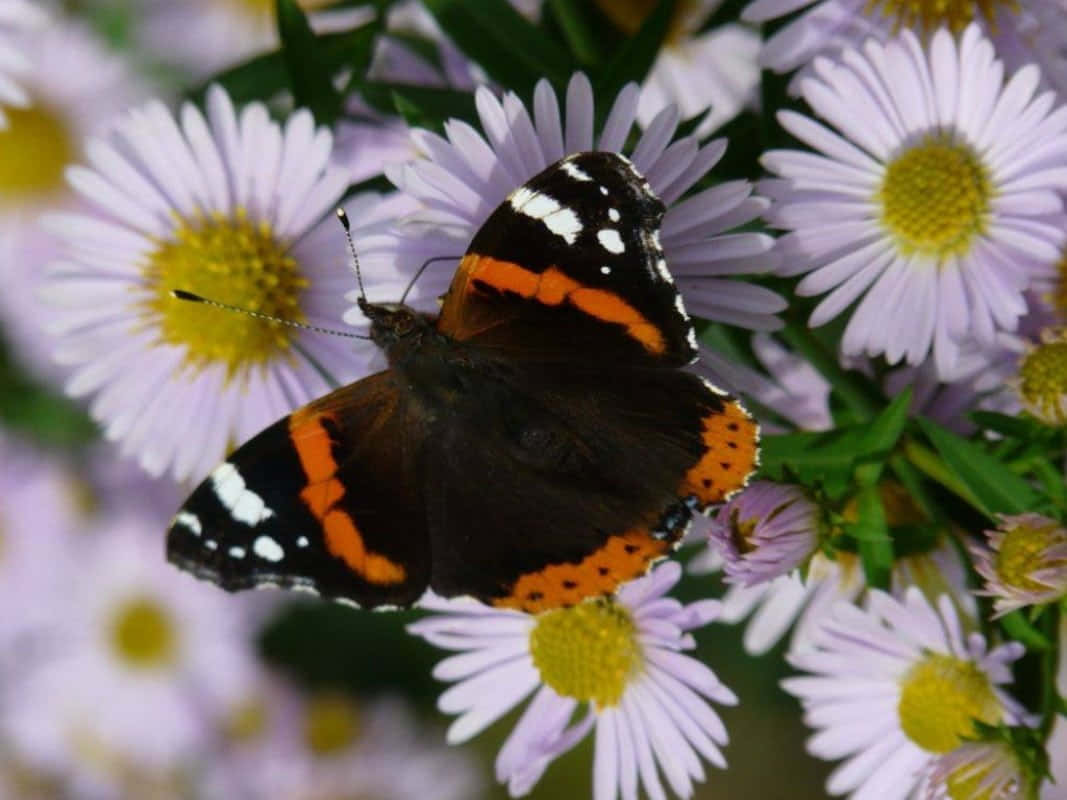 Red Admiral Butterfly, light purple daisies, yellow centers, SD Desktop Wallpaper