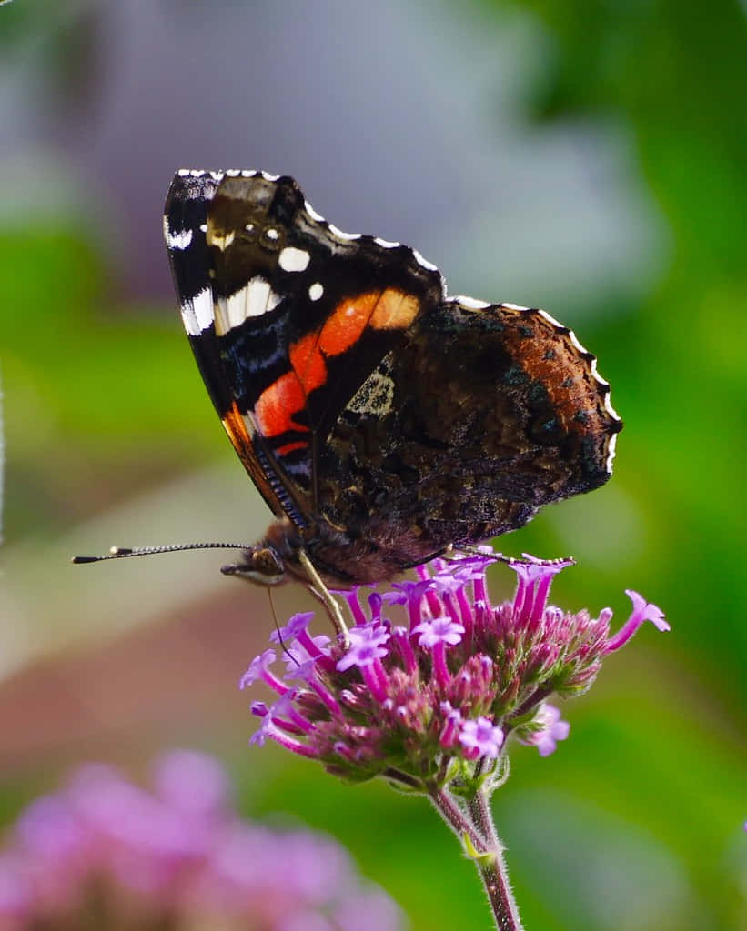 Red Admiral Butterfly, black wings, white spots, SD Phone Wallpaper
