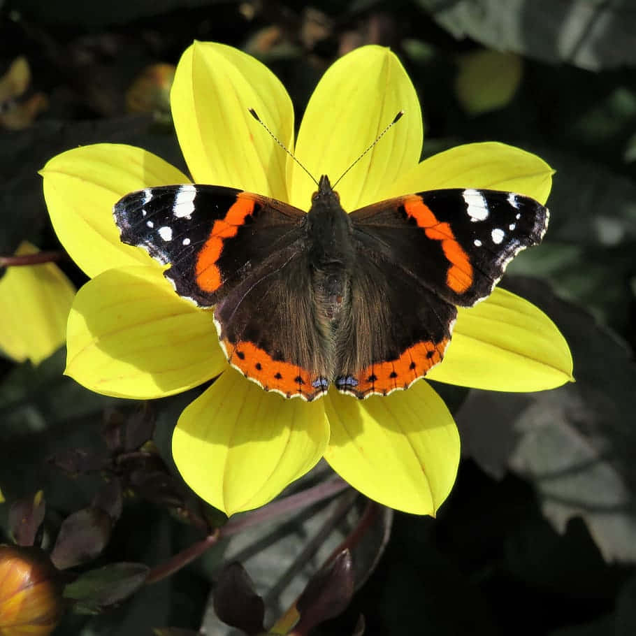 Red Admiral Butterfly, green leaf, bright yellow dahlia flower, SD Desktop Wallpaper
