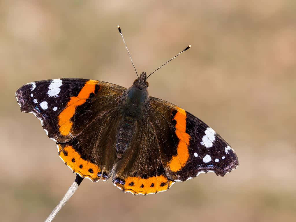 Red Admiral Butterfly, orange black and white wings, slender twig, SD Desktop Wallpaper