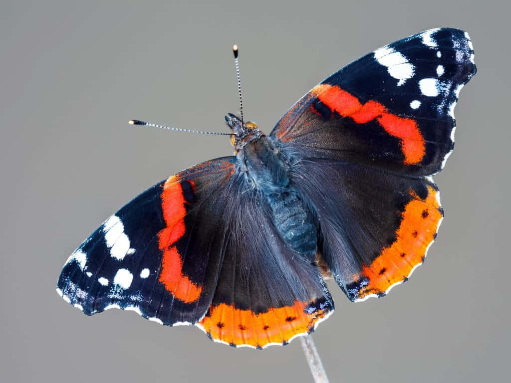 Red Admiral Butterfly, vibrant leaf, slender twig, SD Desktop Wallpaper