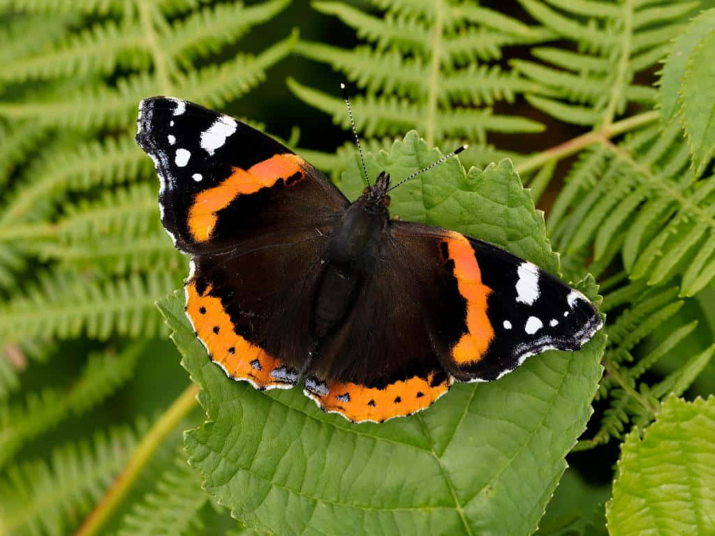 Red Admiral Butterfly, black wings, orange bands, SD Desktop Wallpaper