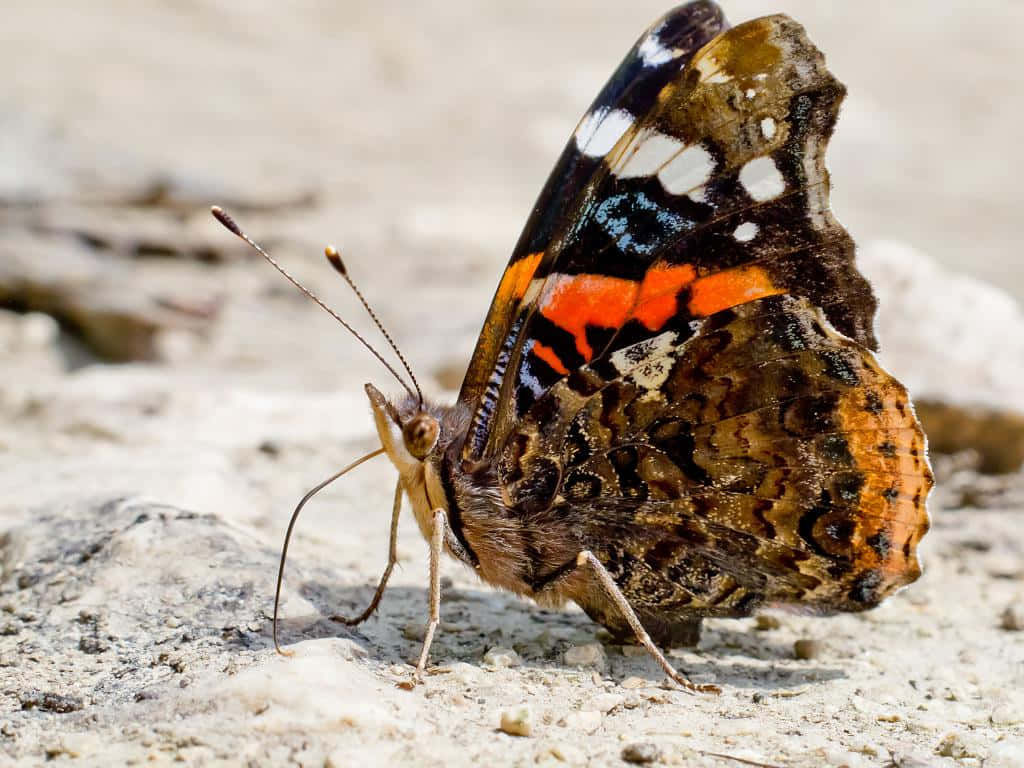Red Admiral Butterfly, red orange black and white, light gray sandy rocks, SD Desktop Wallpaper
