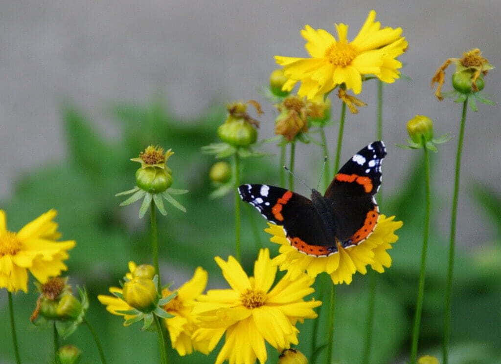 Red Admiral Butterfly, red orange and black, bright yellow flower, SD Desktop Wallpaper