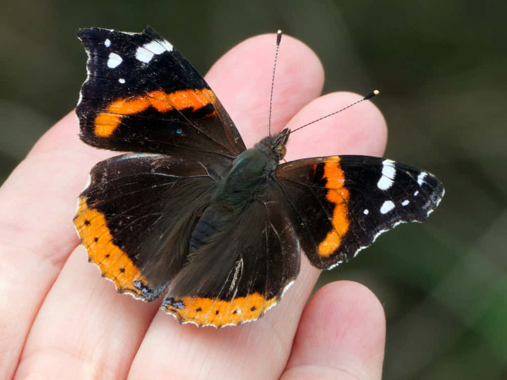 Red Admiral Butterfly, black wings, orange and white edges, SD Desktop Wallpaper