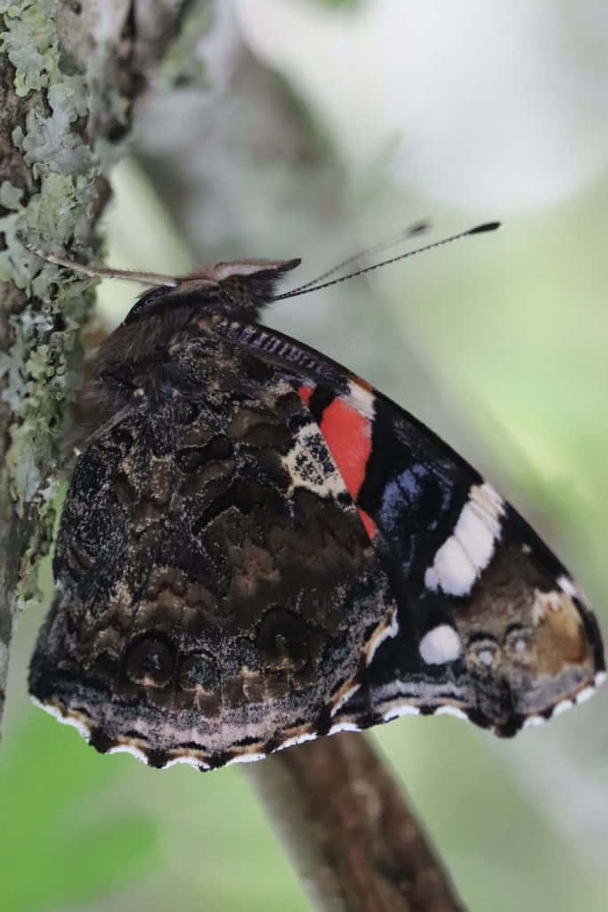 Red Admiral Butterfly, mossy tree branch, soft green foliage, SD Phone Wallpaper