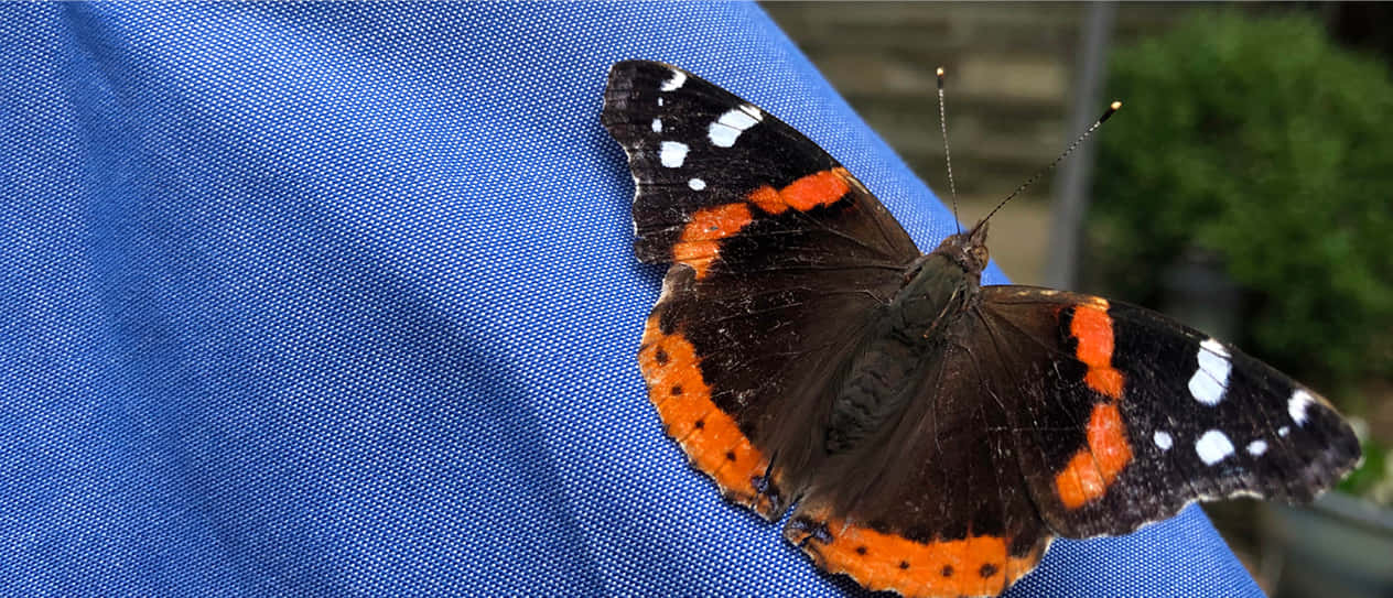 Red Admiral Butterfly, black wings, white spots, SD Desktop Wallpaper