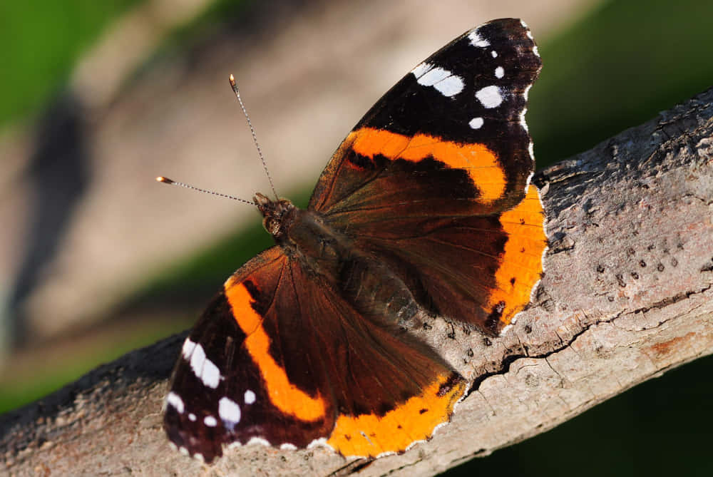 Red Admiral Butterfly, textured tree branch, soft green background, SD Desktop Wallpaper