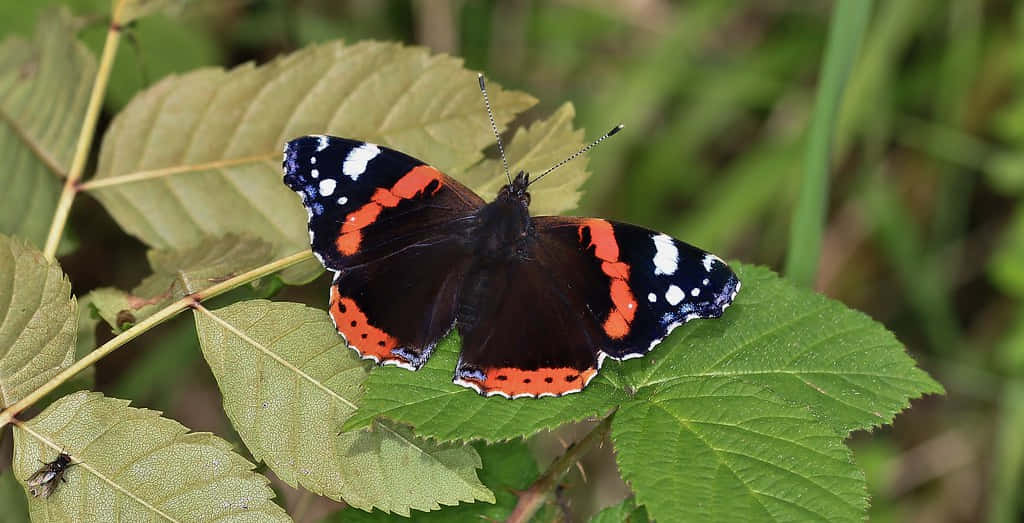 Red Admiral Butterfly, black wings, white spots, SD Desktop Wallpaper
