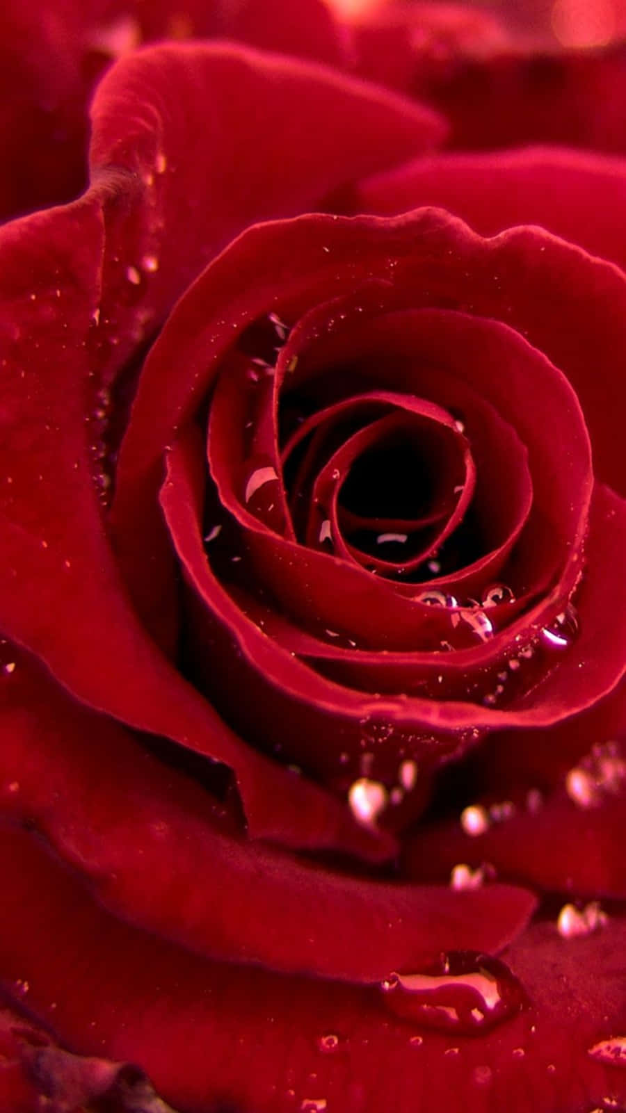 iPhone X, red rose, velvety petals, HD Phone Wallpaper