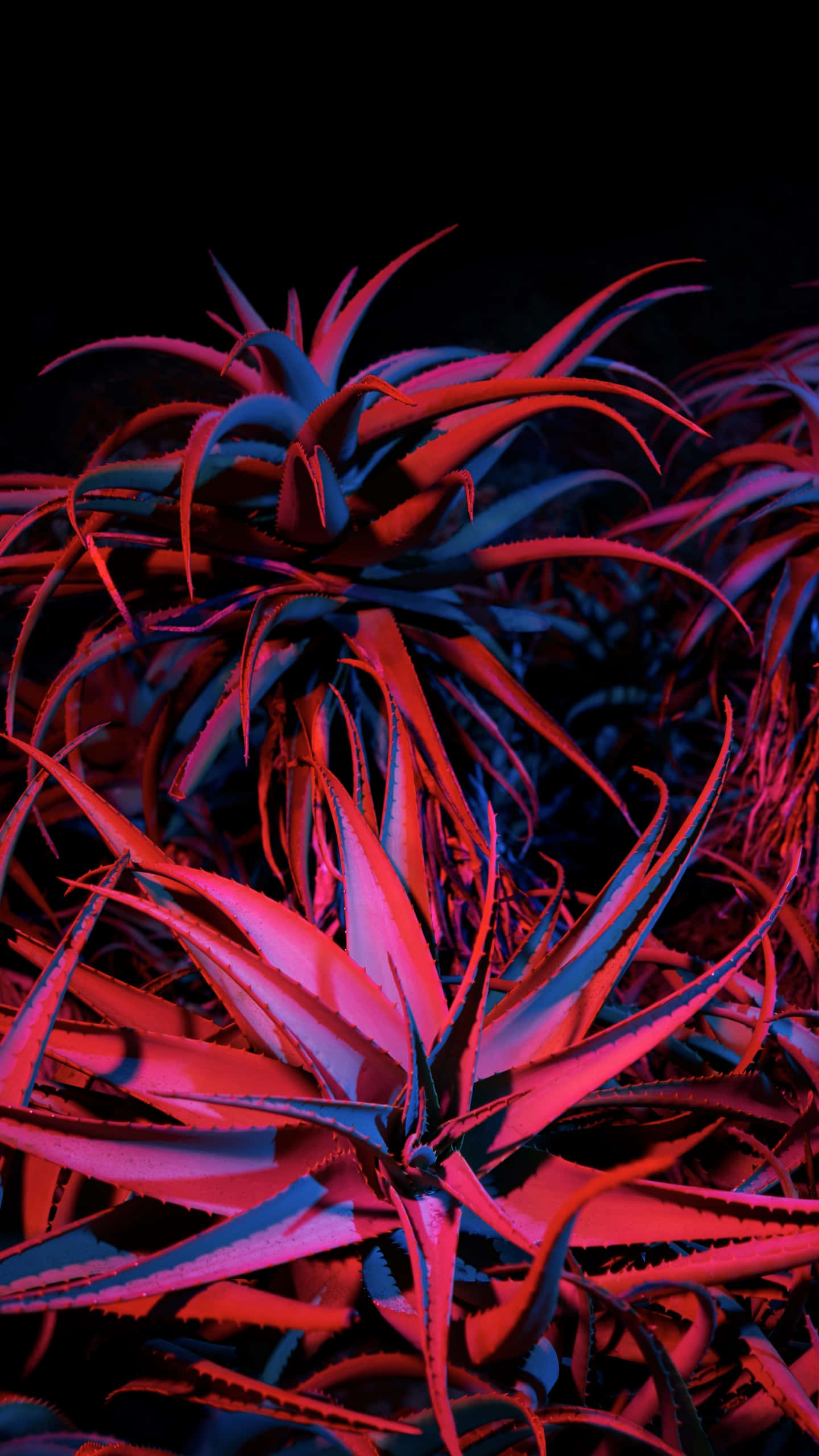 Red Succulent iPhone, neon lights, spiky succulent plants, 2K Phone Wallpaper