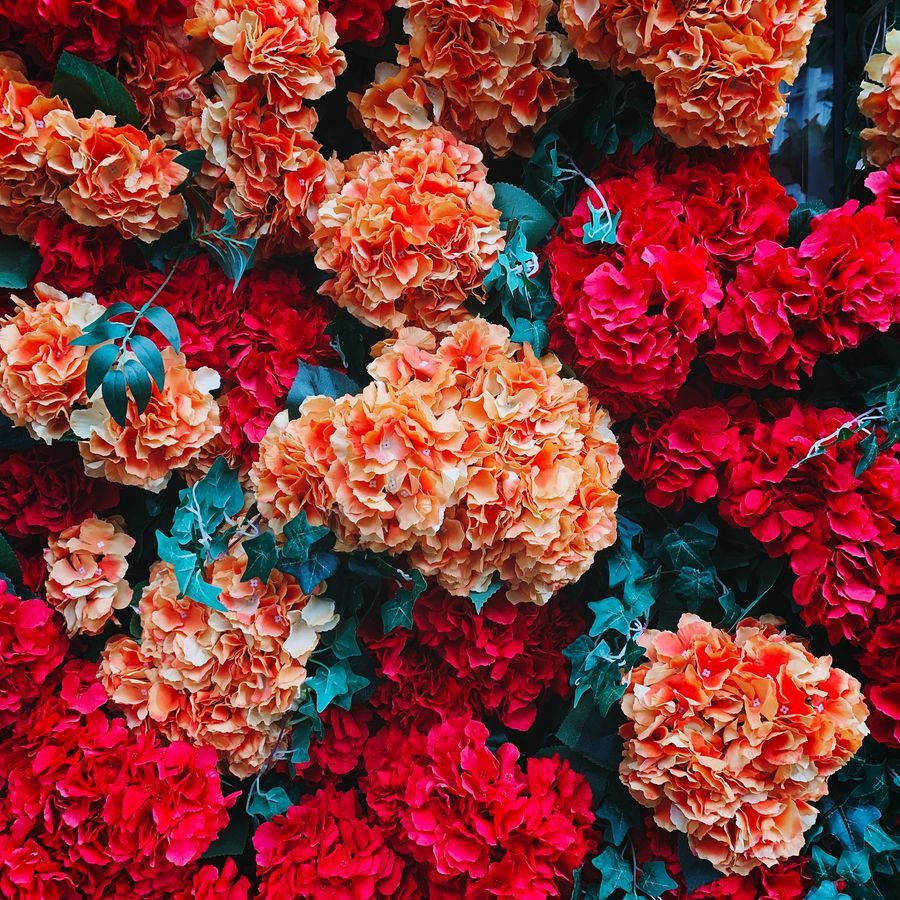 coral, crimson, hydrangeas, SD Desktop Wallpaper