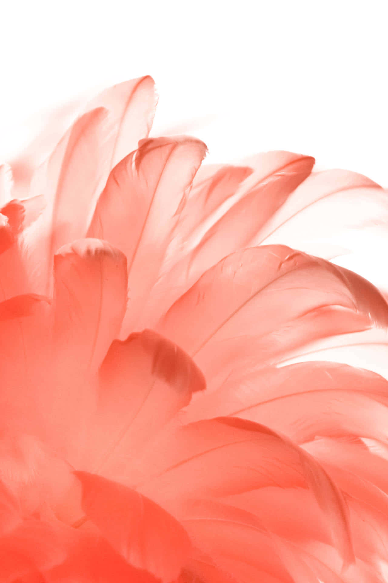 pink feather, white background, soft coral, Full HD Phone Wallpaper