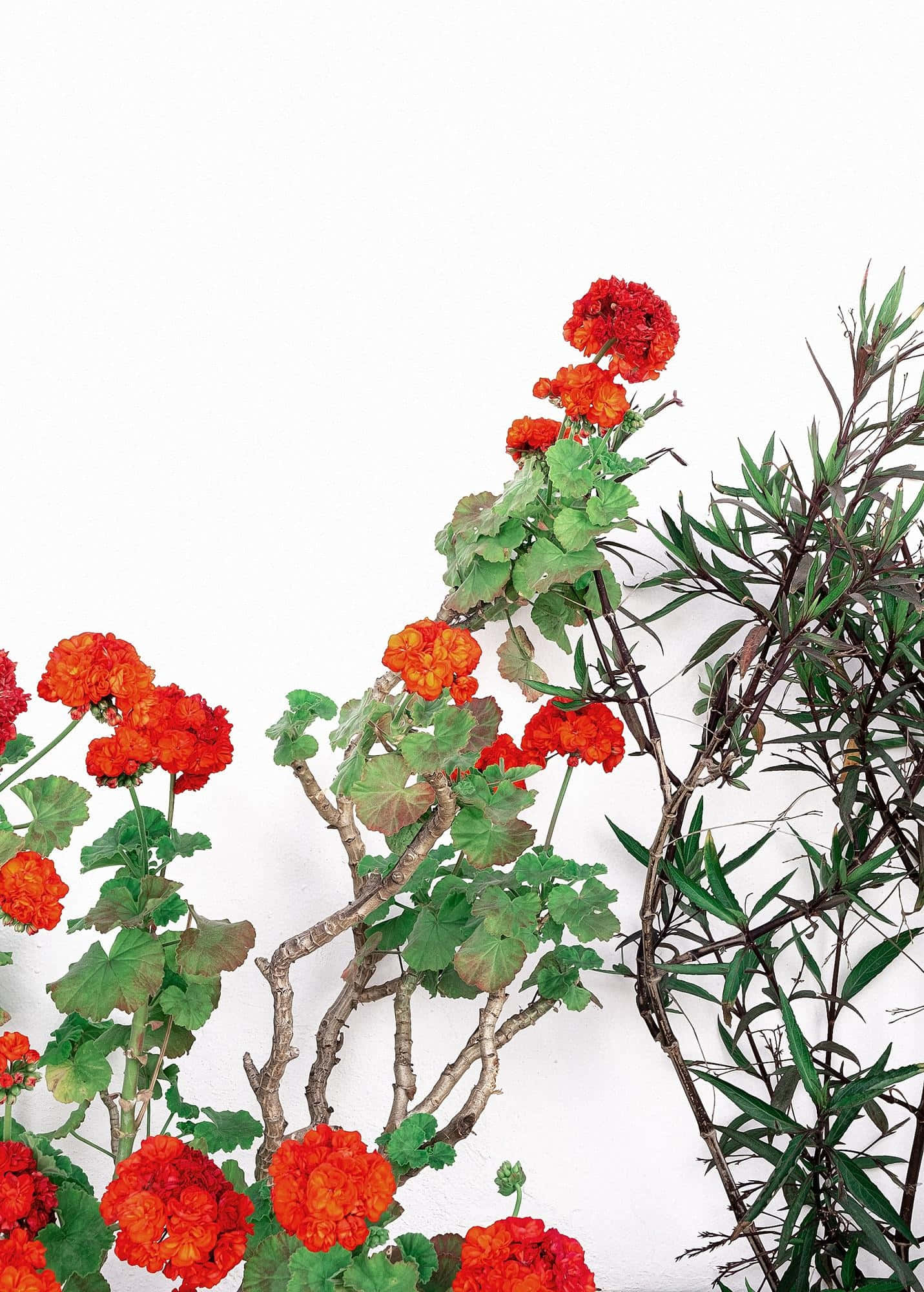 red geraniums, stark white wall, dark green foliage, Full HD Phone Wallpaper