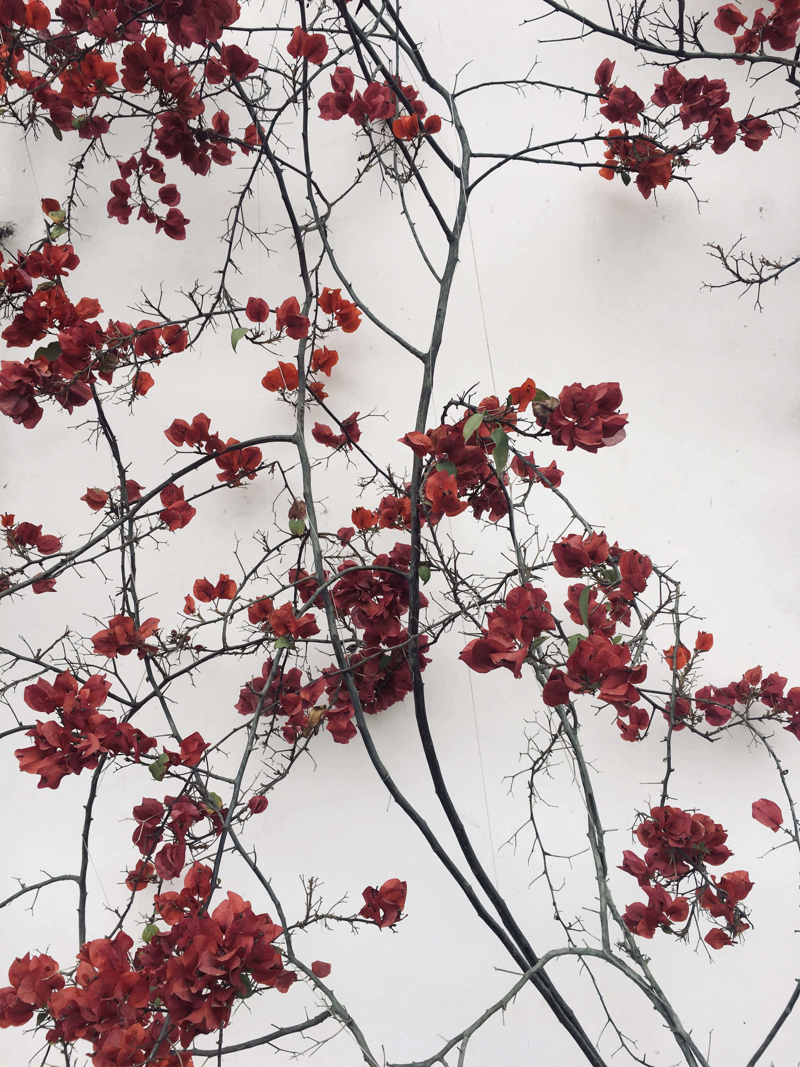 red and white aesthetic, bougainvillea, thorny branches, 4K Phone Wallpaper