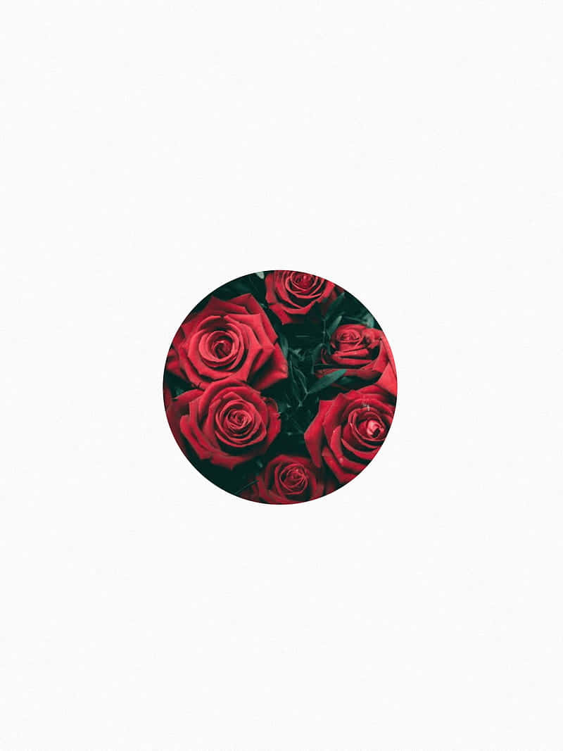 red and white aesthetic, circular frame, deep red roses, SD Phone Wallpaper