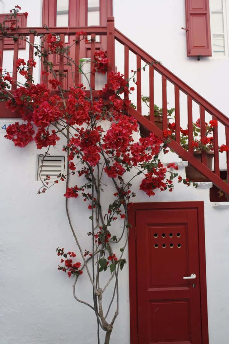 Red And White Aesthetic, bougainvillea, red staircase, SD Phone Wallpaper