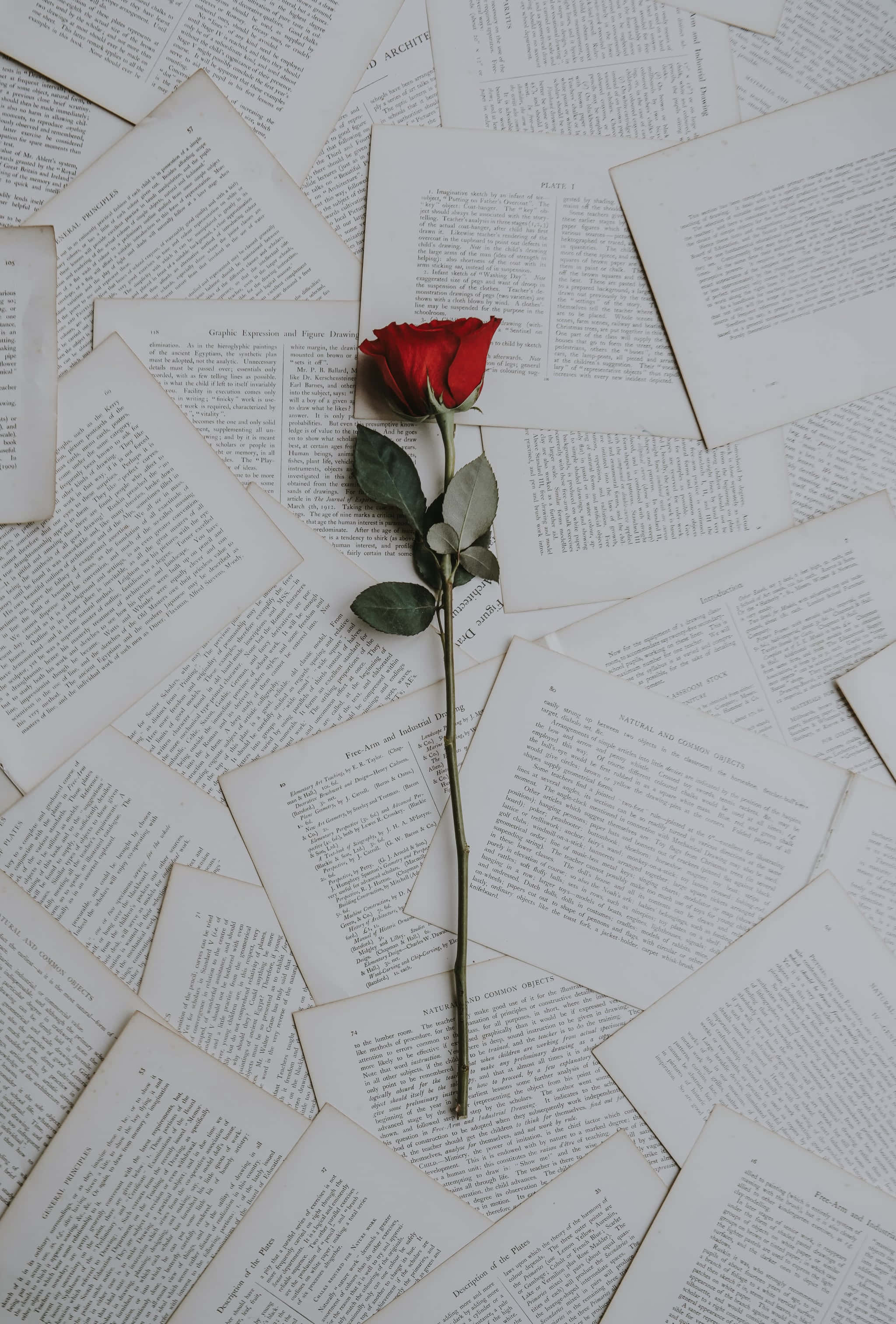 red rose, green stem, leaves, 2K Phone Wallpaper