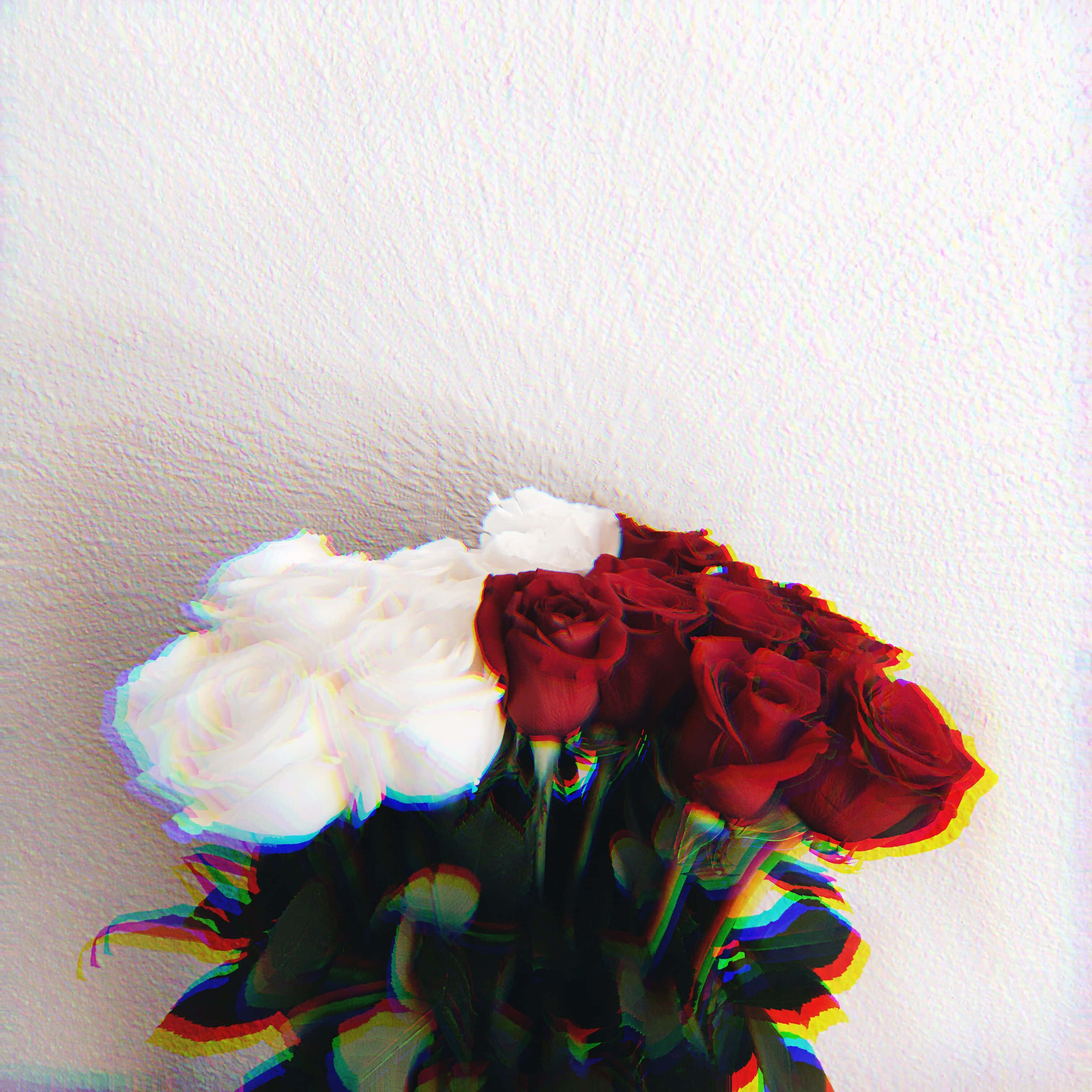 red and white roses, glitch art effects, textured white wall, 2K Desktop Wallpaper