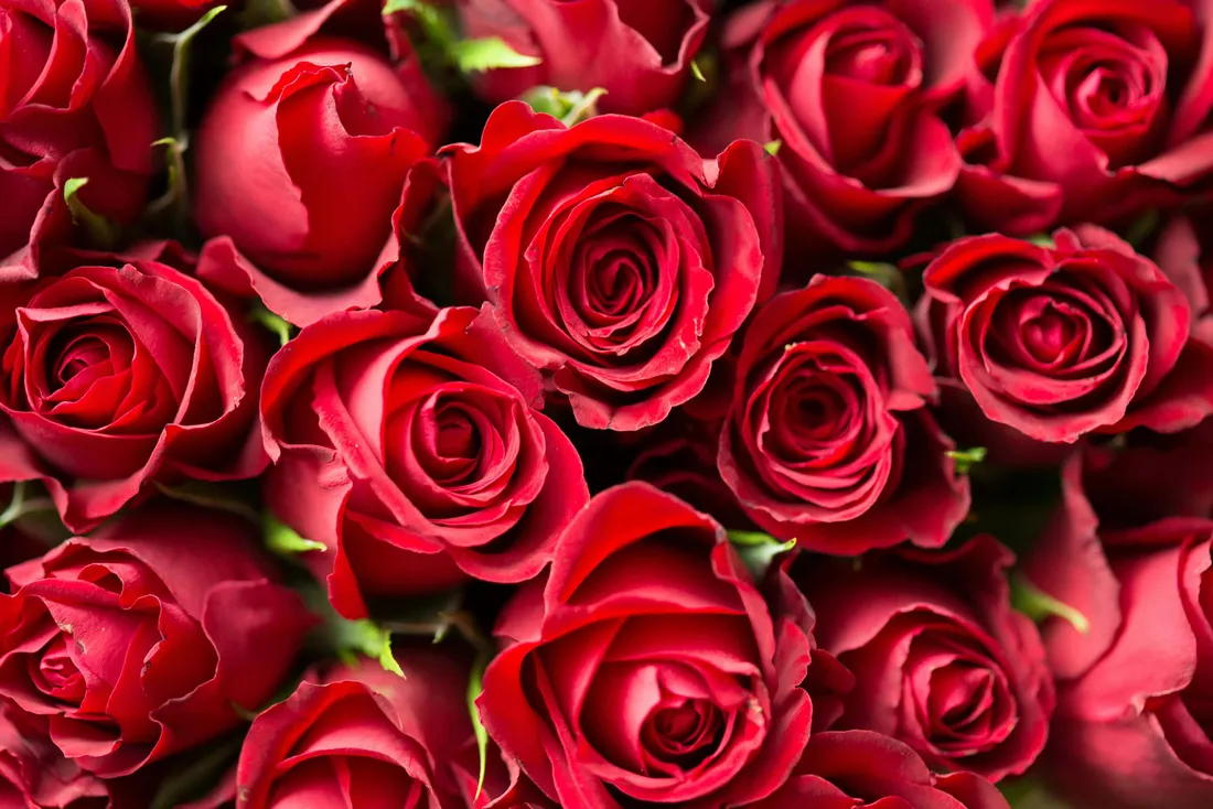 Red And White Roses