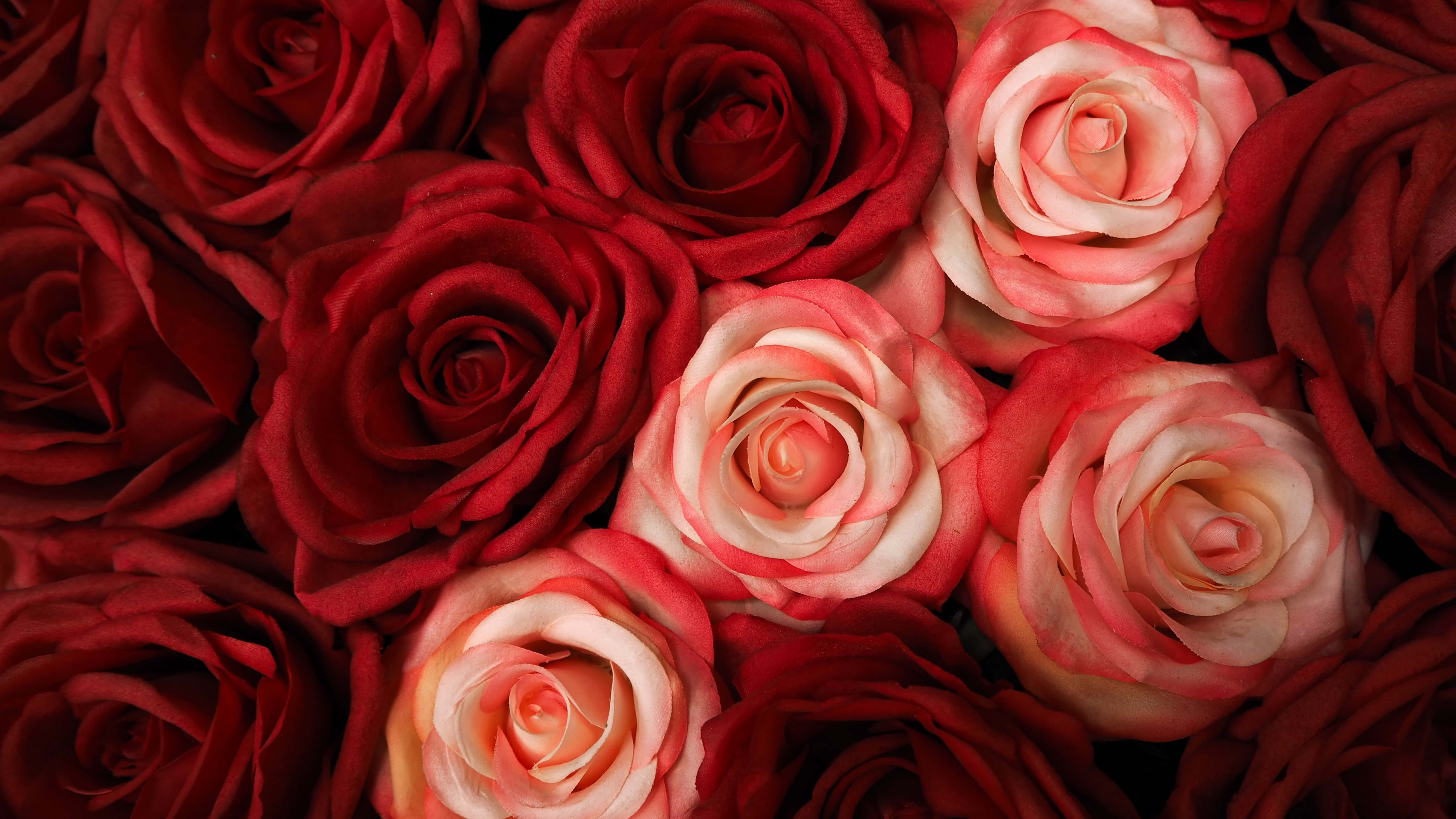Red And White Roses, deep red roses, soft pink roses, 5K Desktop Wallpaper