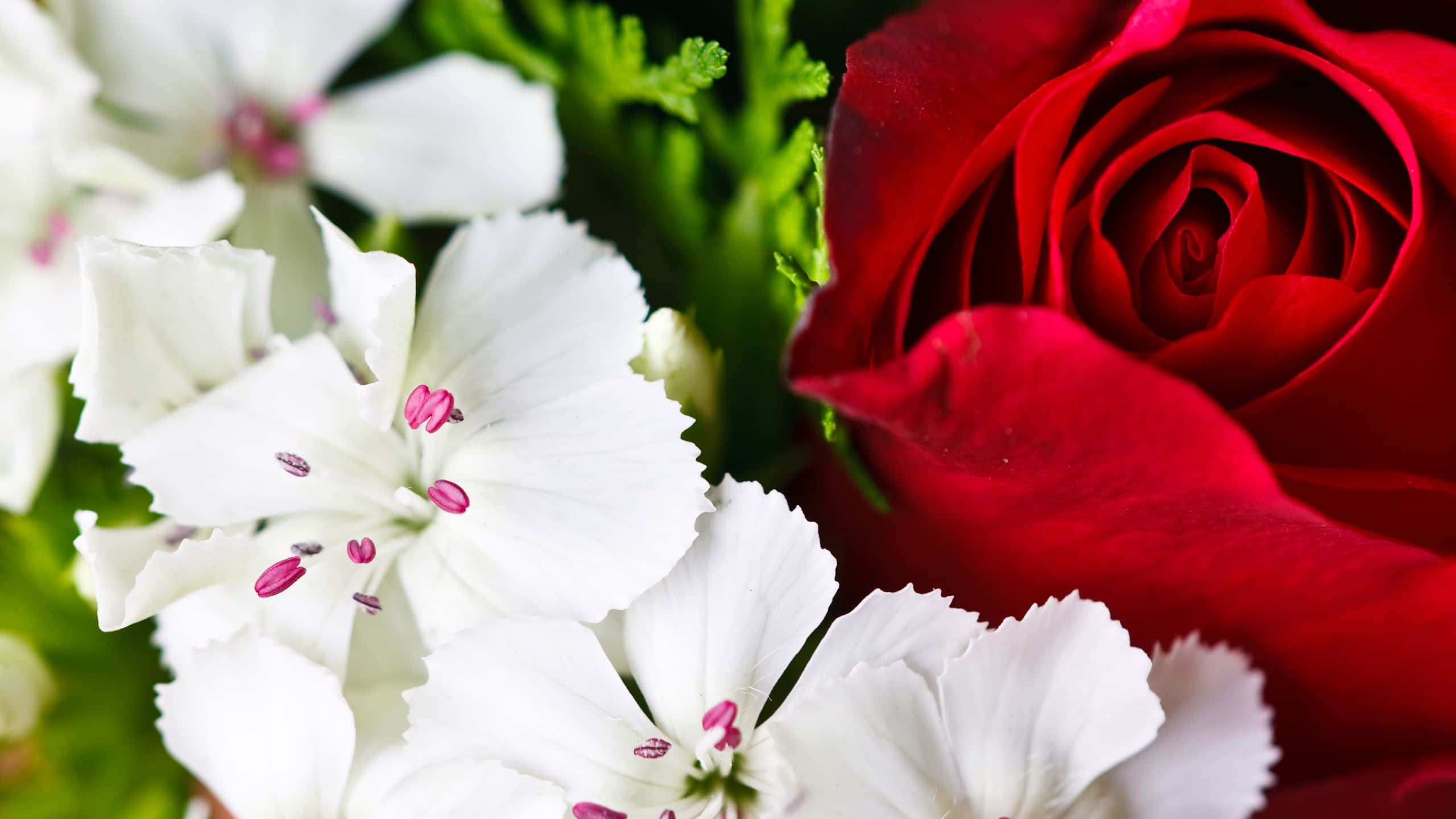 Red And White Roses, vibrant red rose, delicate white flowers, 2K Desktop Wallpaper