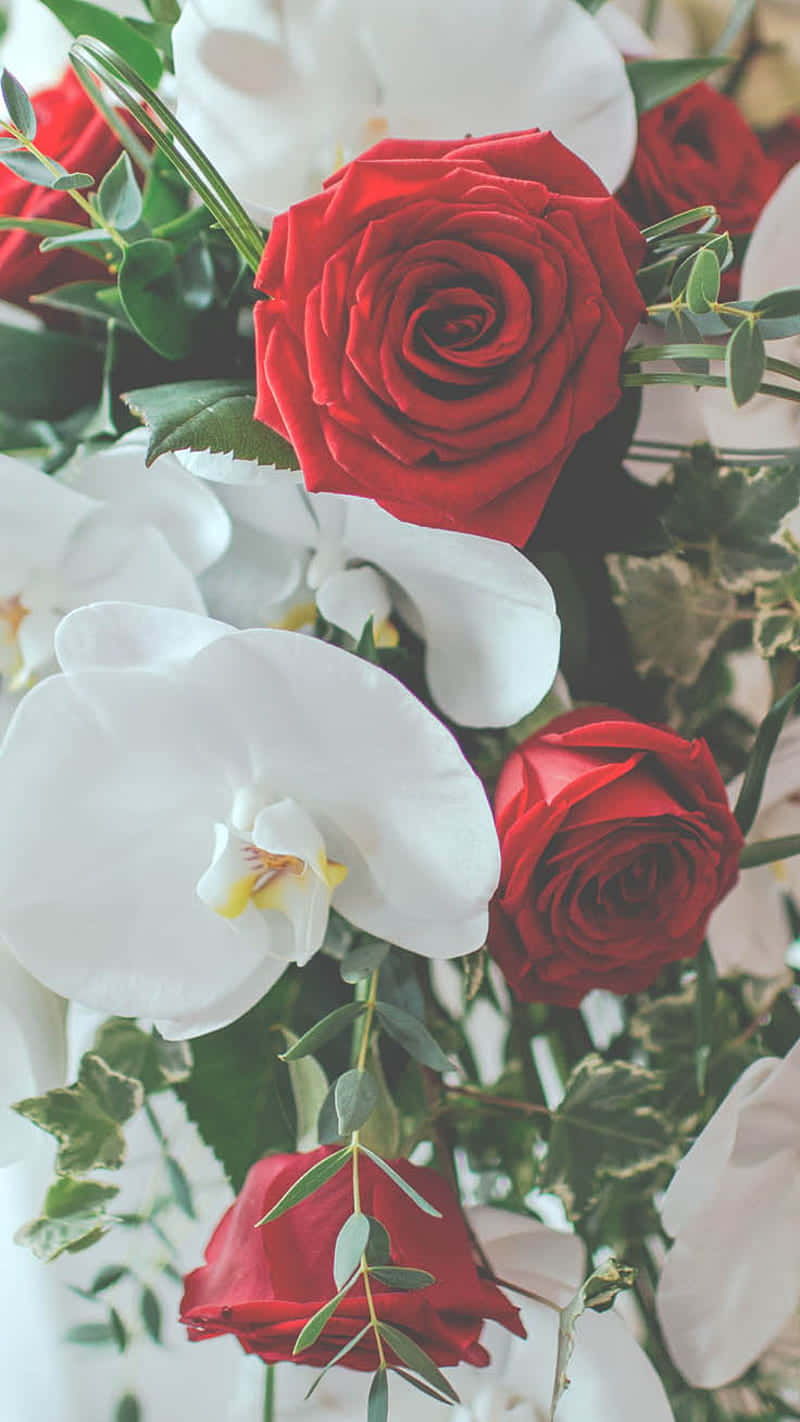 red and white roses, one dozen, vivid red roses, HD Phone Wallpaper