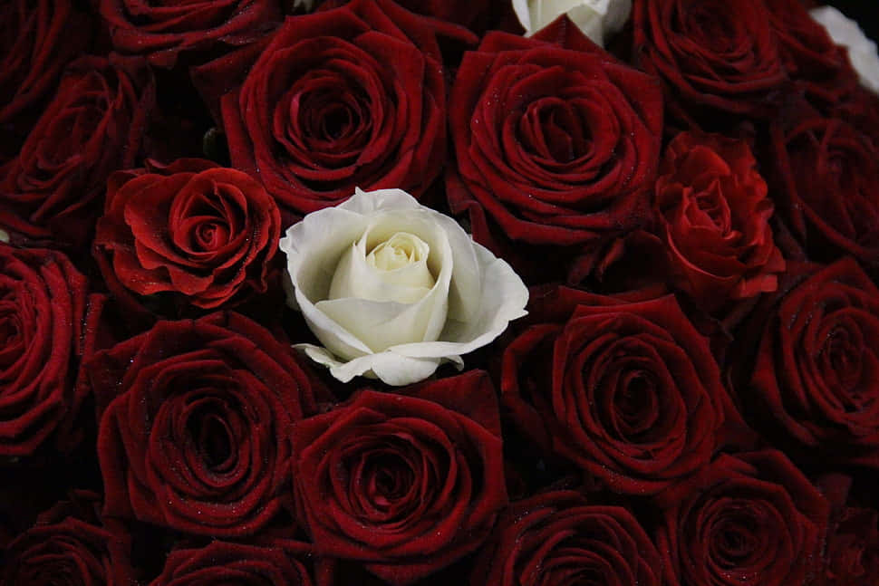 dark red roses, white rose, dewdrops, SD Desktop Wallpaper