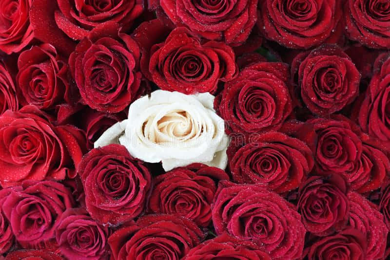 Red And White Roses, creamy white rose, deep red roses, SD Desktop Wallpaper