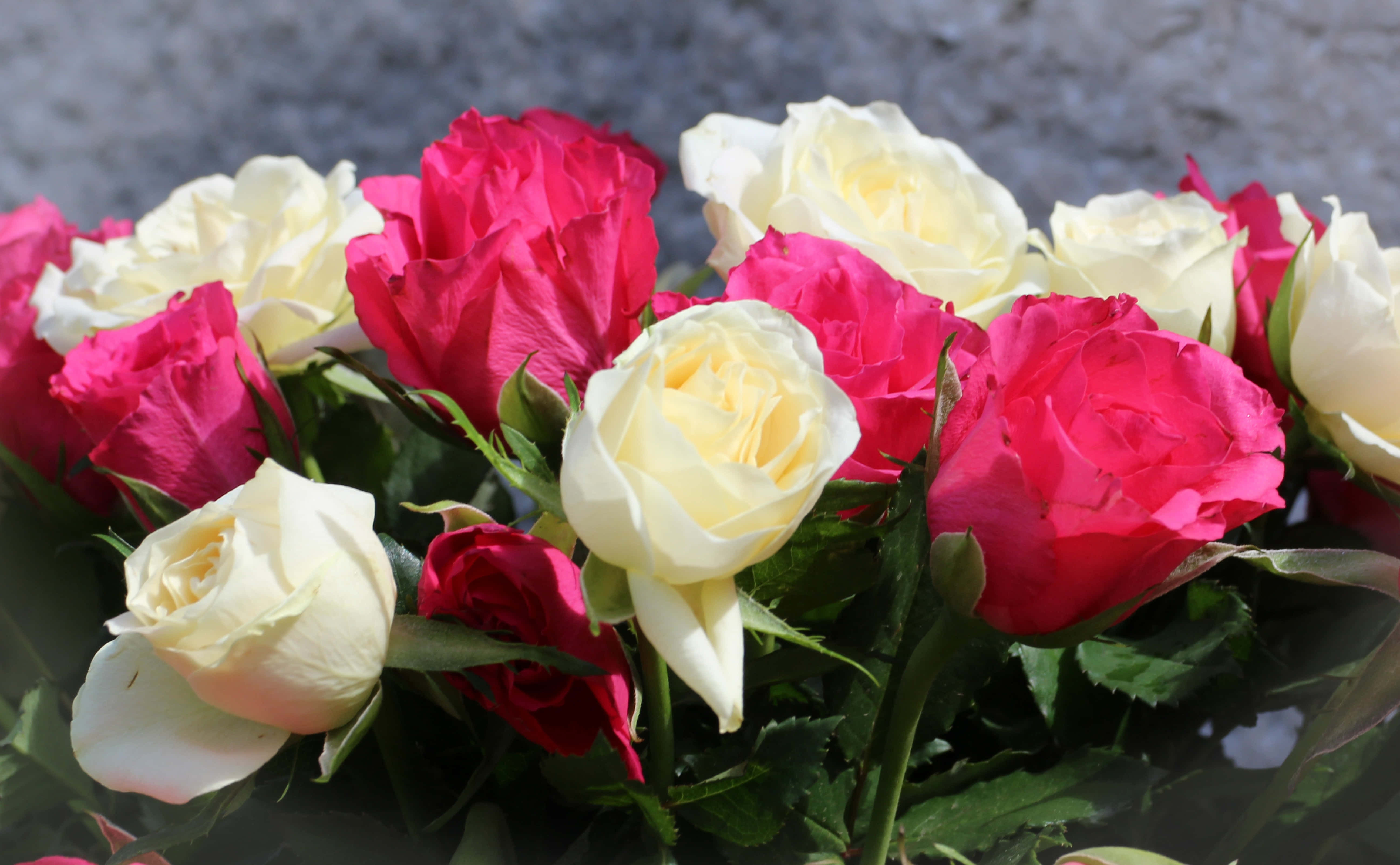 Red And White Roses, pink and cream roses, lush green leaves, 5K Desktop Wallpaper