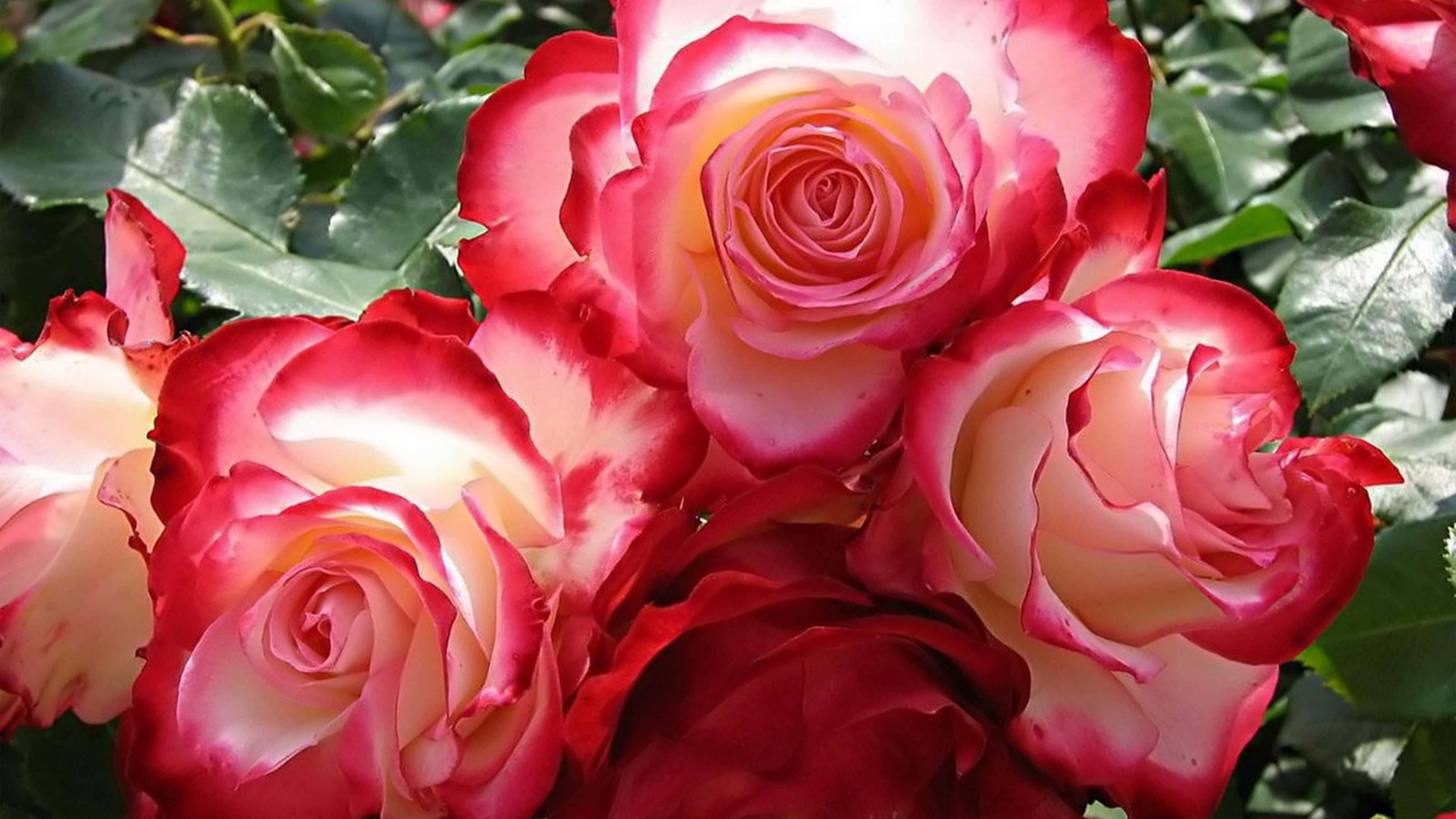 Red And White Roses, vibrant red, cream, 4K Desktop Wallpaper