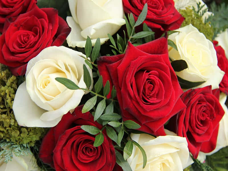 red and white roses, deep red roses, creamy white roses, SD Desktop Wallpaper