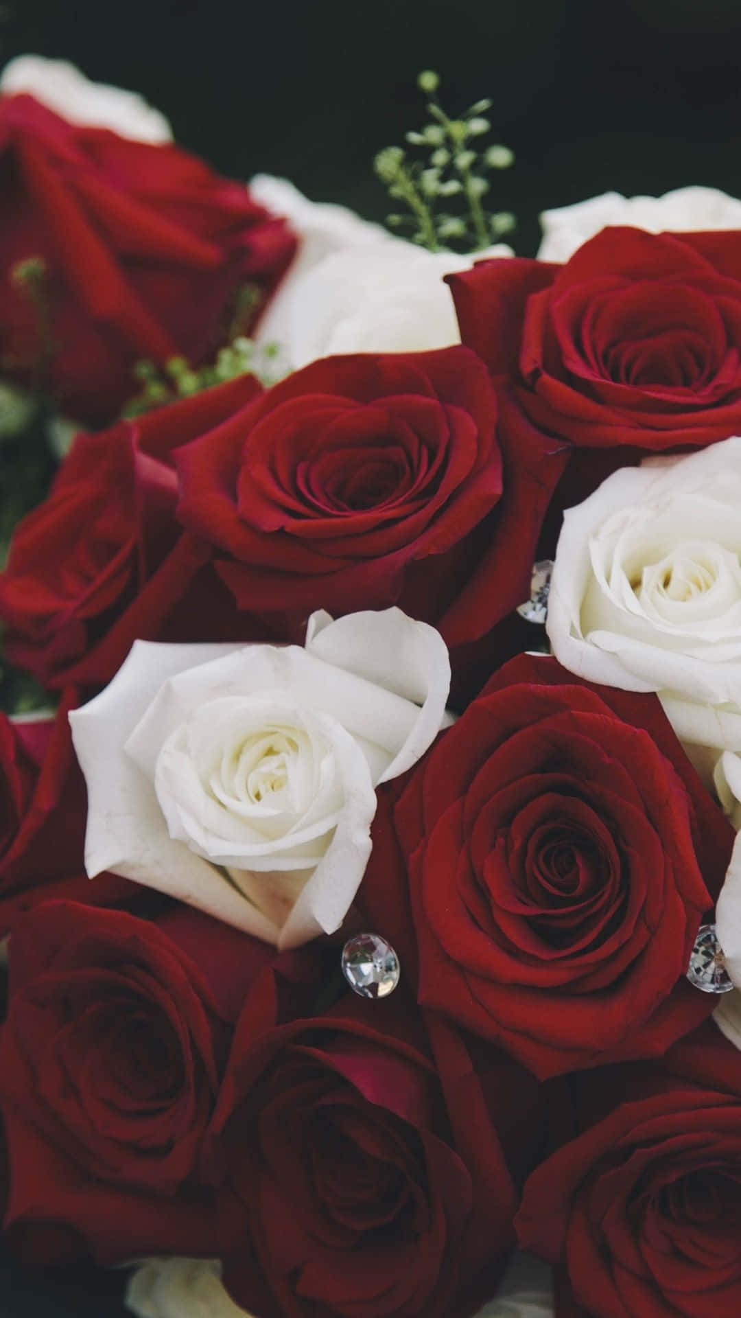 red and white roses, deep red roses, pristine white roses, Full HD Phone Wallpaper