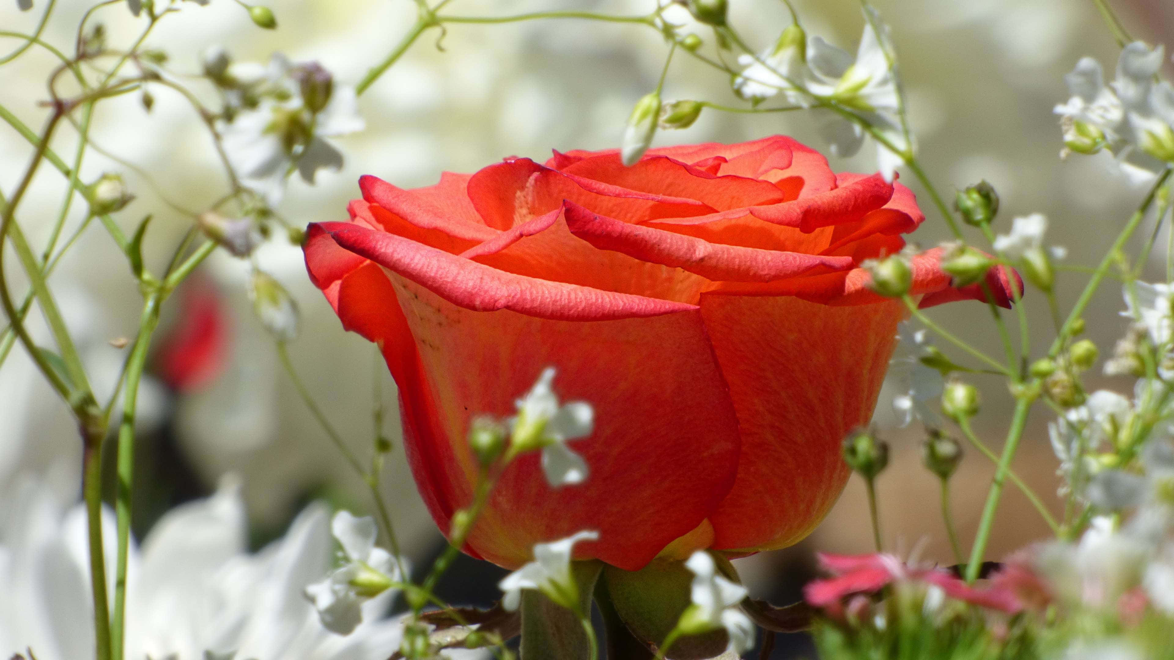 Red and White Roses, red rose, white baby's breath, 4K Desktop Wallpaper