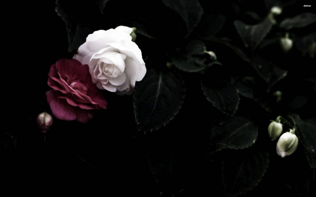 Red And White Roses, white rose, deep red rose, SD Desktop Wallpaper