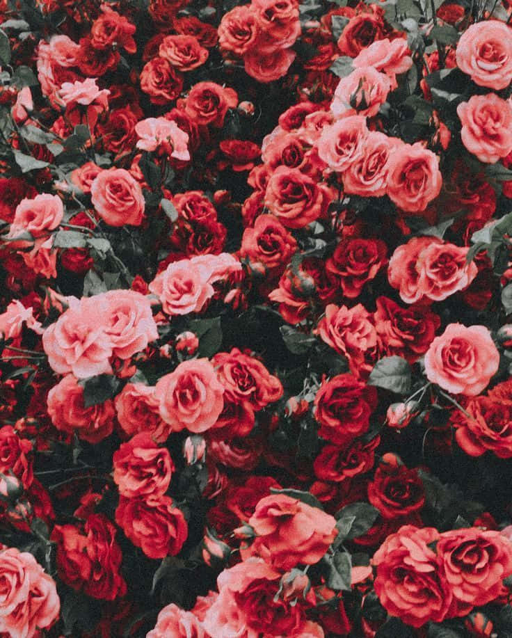 red roses, field, vibrant red, SD Phone Wallpaper