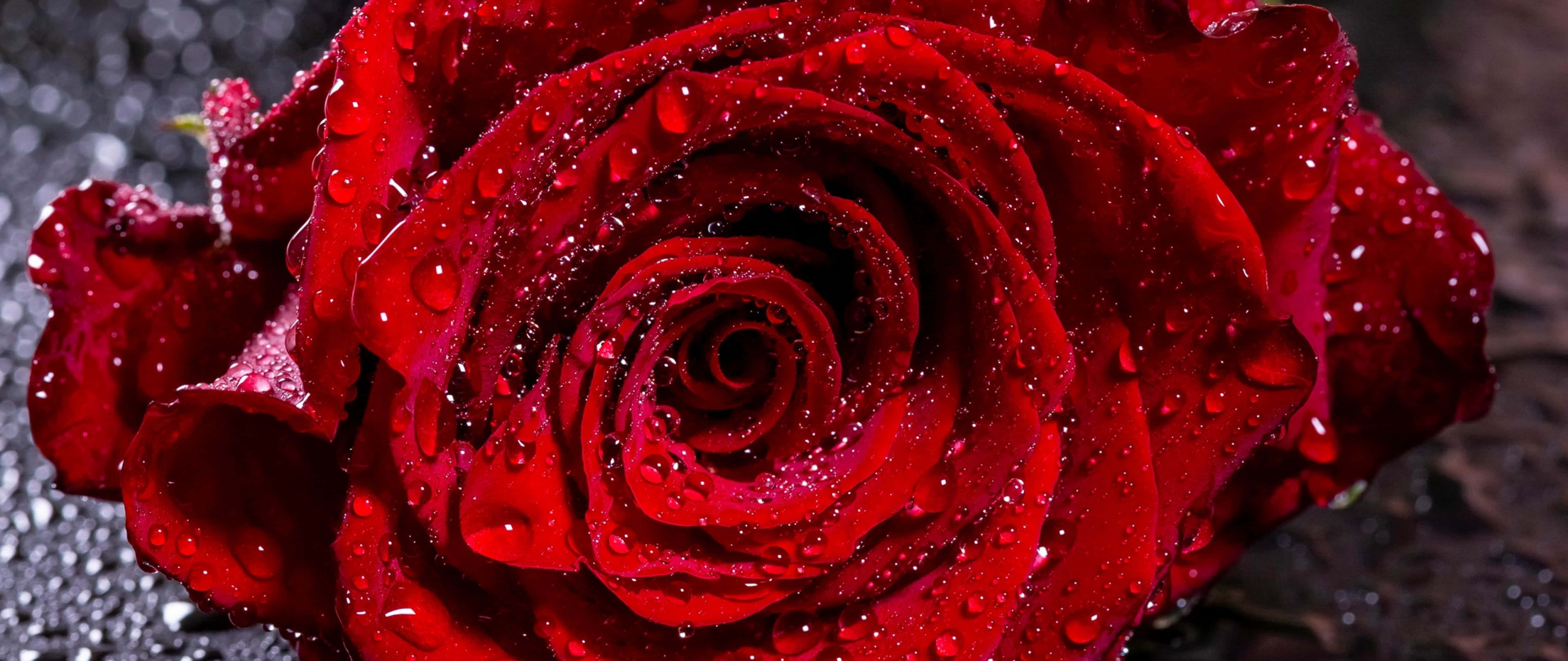 red rose, water droplets, velvety petals, 5K Desktop Wallpaper