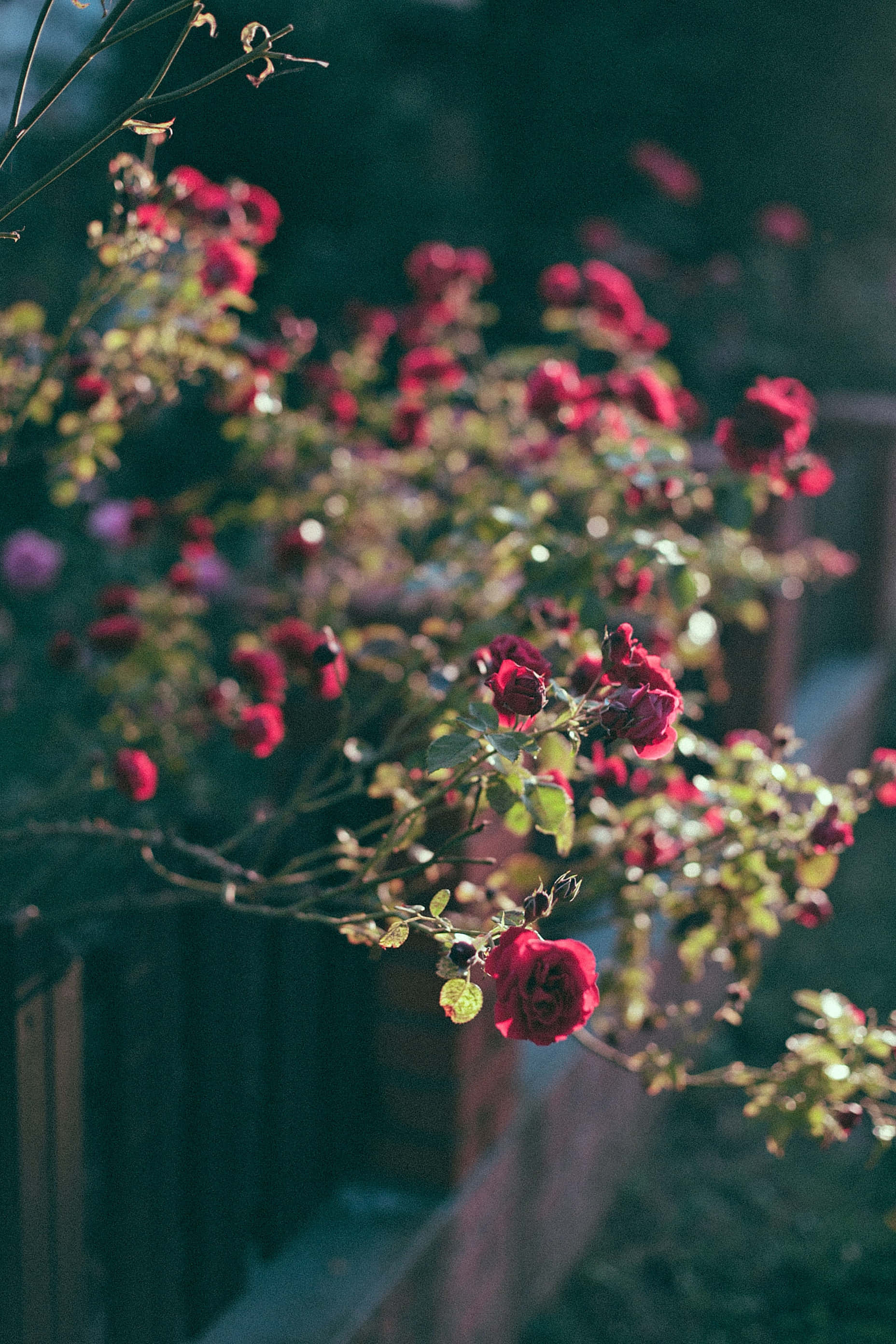 Red Roses, sunlit, vine, 2K Phone Wallpaper