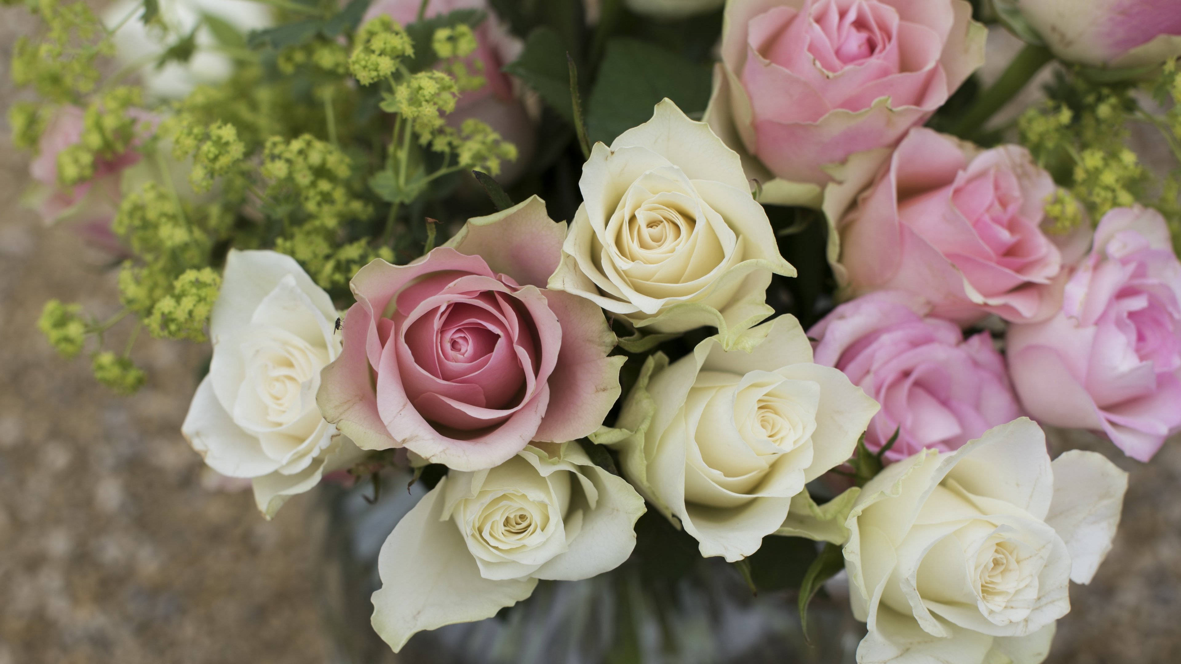 pink and white roses, creamy white roses, green filler blooms, 4K Desktop Wallpaper