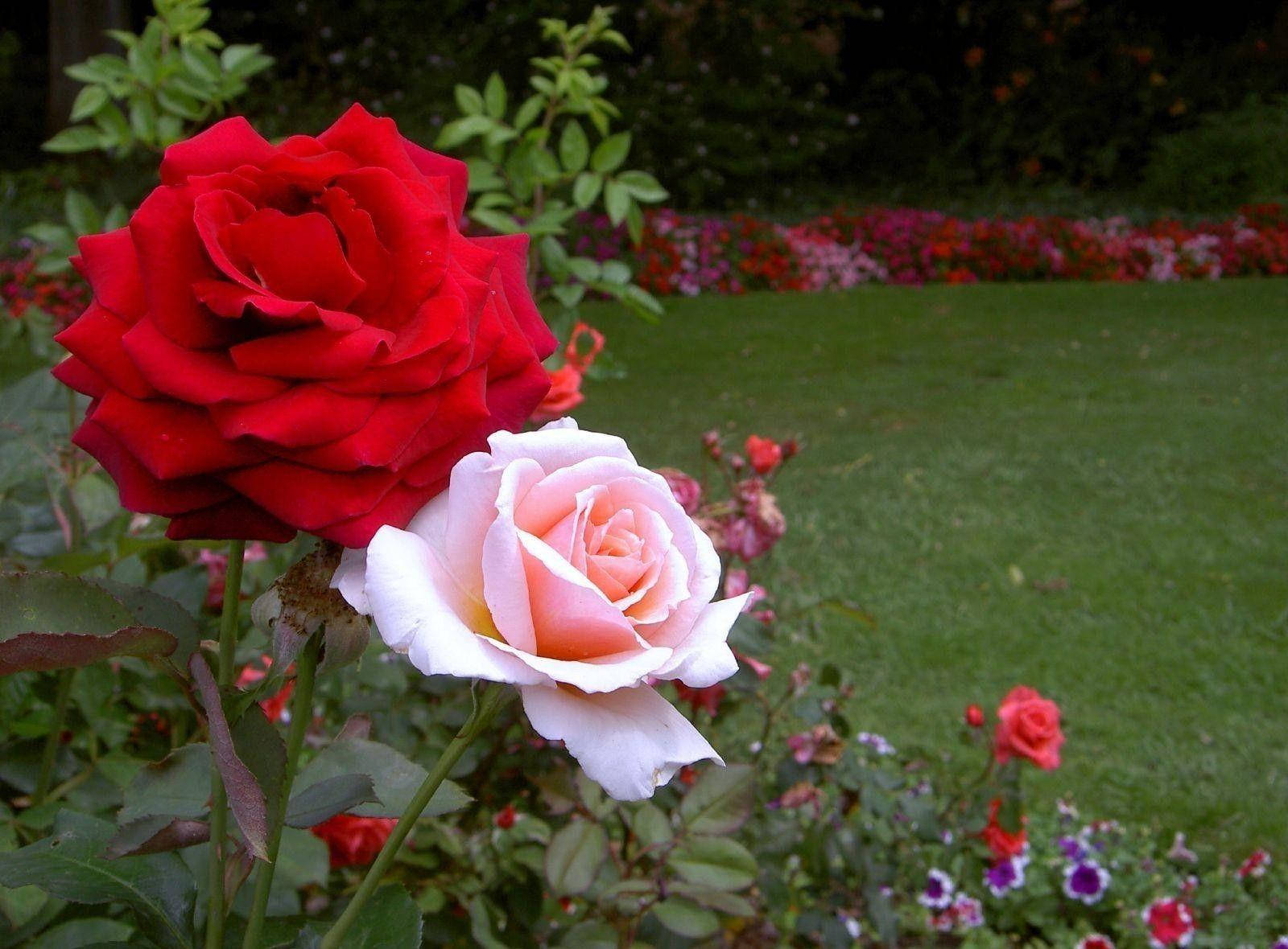red rose, soft pink rose, lush green garden, HD Desktop Wallpaper