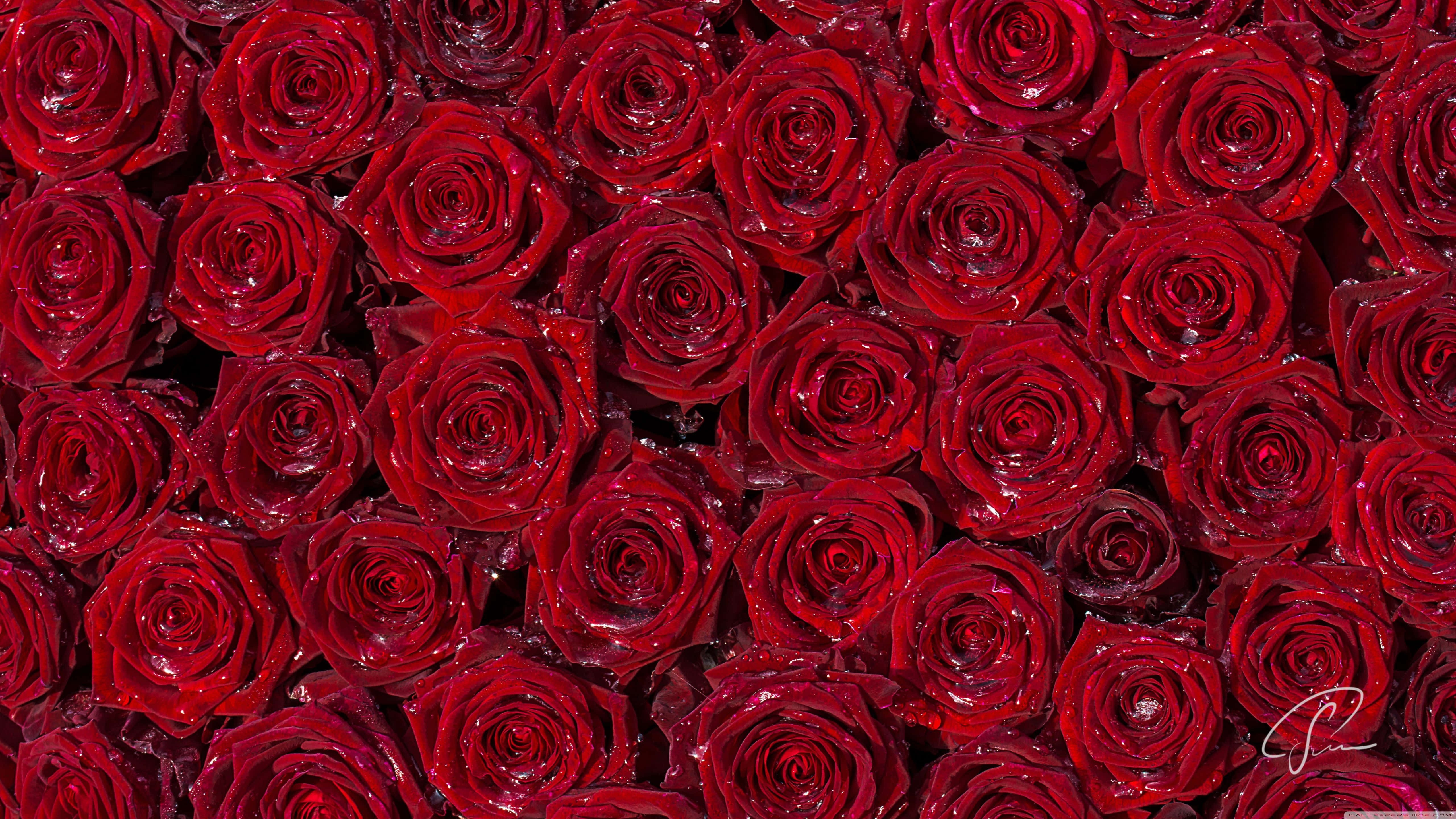 red roses, deep red, dewdrops, 5K Desktop Wallpaper