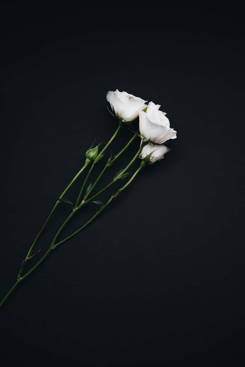white roses, black background, green stems, HD Phone Wallpaper