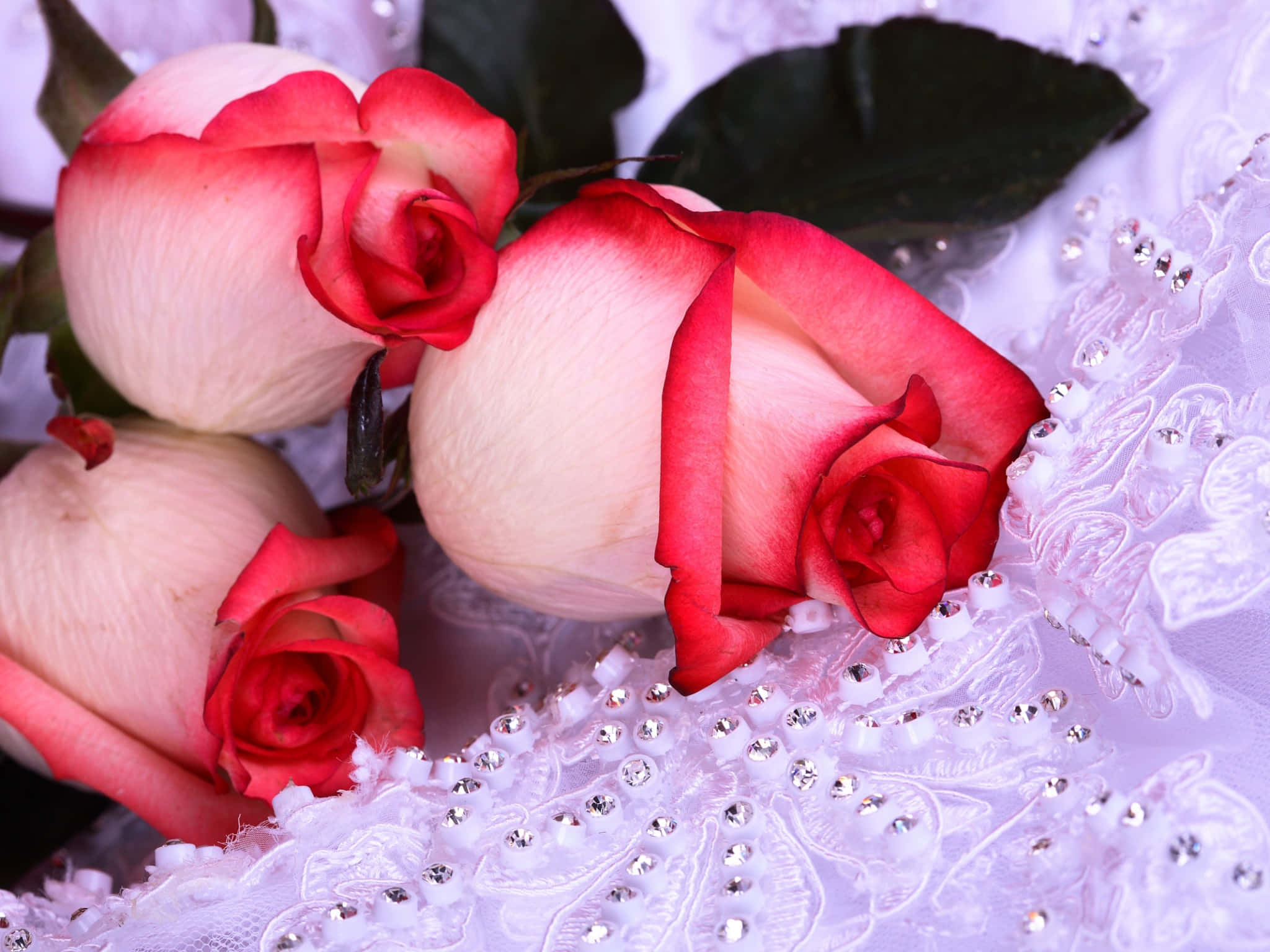 white and red roses, lace fabric, sparkling white, Full HD Desktop Wallpaper
