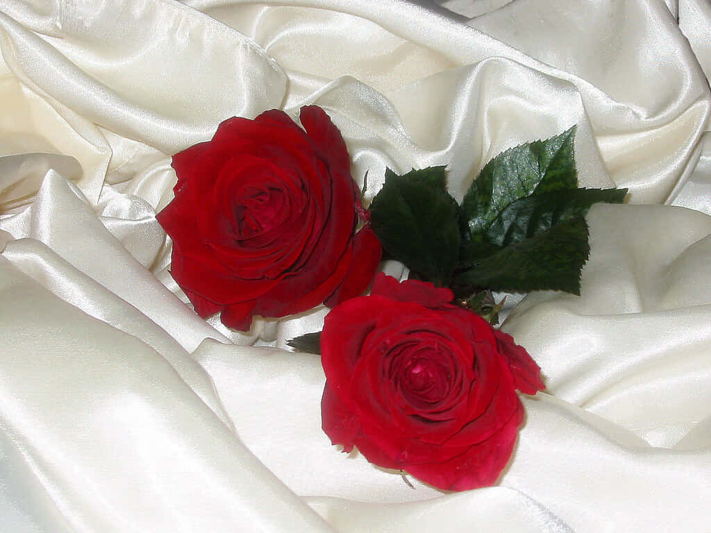 Elegant Red Roseson Satin, vivid red roses, dark green leaves, SD Desktop Wallpaper