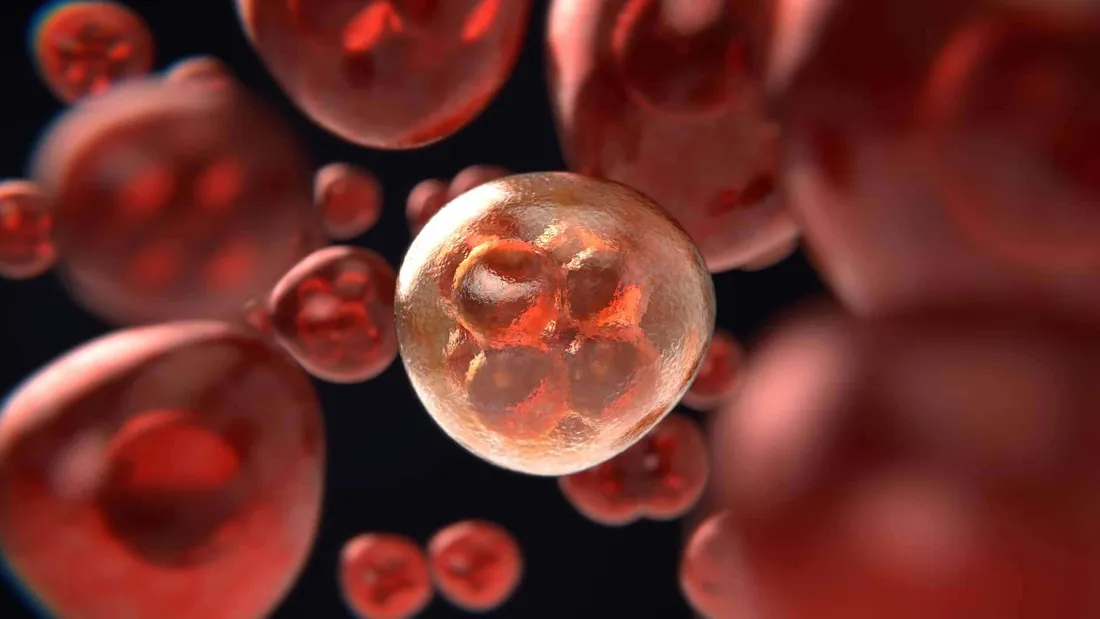 Red Blood Cells