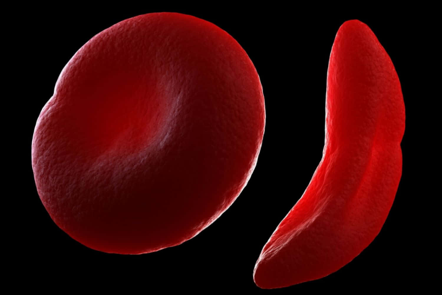 red blood cells, vivid red, round, HD Desktop Wallpaper