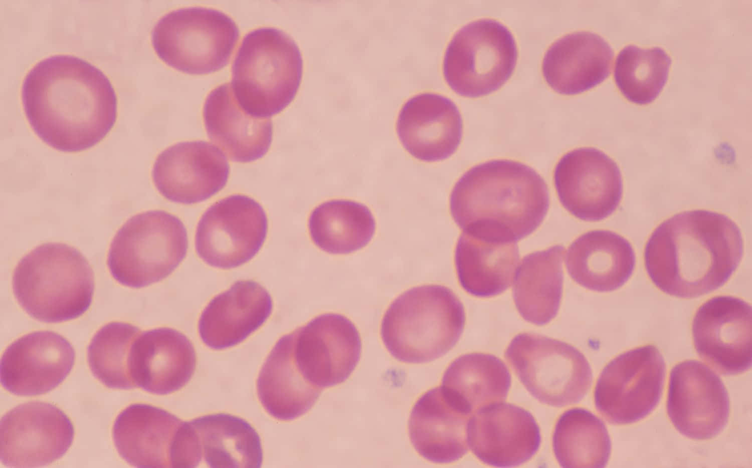 red blood cells, pink stained, pale pink background, HD Desktop Wallpaper